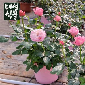 장미 중형 생화 색상 랜덤 꽃화분 축하 기념일 거실화분 로즈데이 예쁜