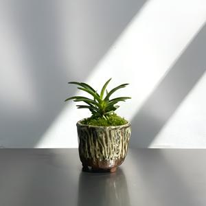 소엽풍란 동양란 미니난초 인테리어 화분