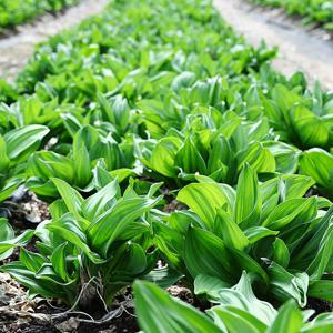 강원도 생 명이나물 산마늘 500g 1kg 2kg 3kg 대명이 잎명이