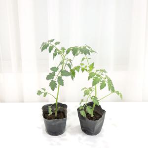 대추방울토마토모종 2개 열매모종 토마토키우기 다이어트 항산화