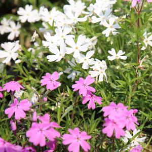 꽃잔디 2개 포트 꽃모종 화분 분홍색꽃 야생화 화단가꾸기