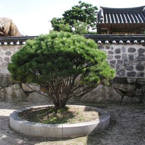 반송나무 접목1년 10주 뿌리 소나무 묘목 조경수