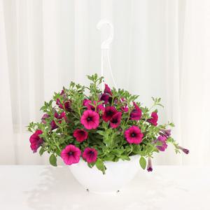 사피니아(행잉)(대품)  개별배송