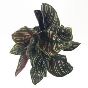 칼라데아 오나타 희귀식물 카페식물 인테리어식물