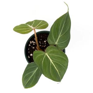 [입점특가 10%쿠폰] 필로덴드론 글로리오섬 희귀식물 플랜테리어 카페식물