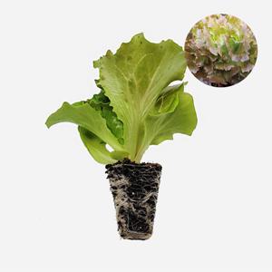 아삭이상추 적생채 2개 상추 모종 쌈채소 샐러드 텃밭 채소 튼튼한 모종