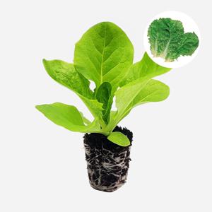 청상추 한밭청치마 2개 상추 모종 쌈채소 텃밭 채소 튼튼한 모종