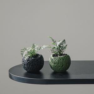 넉줄고사리 테라스톤볼