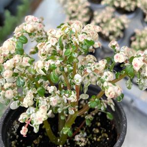 필레아 마이크로필라 컨페티 소형 공기정화식물