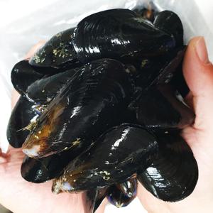 당일채취 3차손질 여수 홍합 5kg