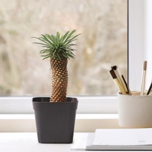 파인애플 선인장 괴마옥 감성 식물 신기한 묘목 집들이 선물 다육이 키우기쉬운