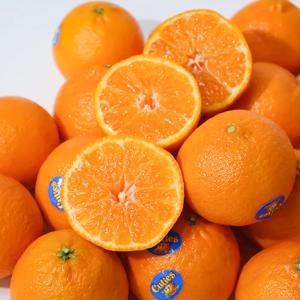 프리미엄 만다린감귤