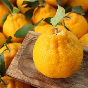 제주 한라봉 가정용 2kg / 3kg / 5kg