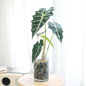 거북이알로카시아 수경재배식물 DIY세트