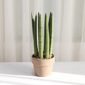 스투키 방사형 중품 집들이선물 공기정화식물