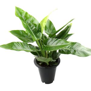 콩고 중품 개별배송