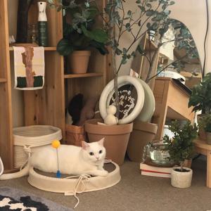 고양이 캔버스 빠드득 원형스크래쳐