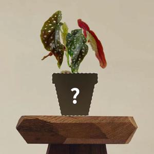 목 베고니아 '마큘라타' 맞춤 제작 상품 (1:1 식물 케어)