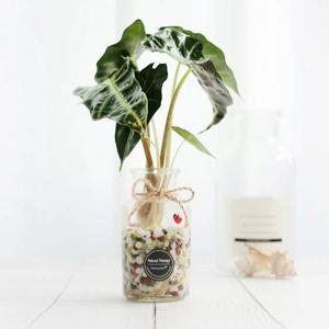 거북이알로카시아 유리 직선병 수경 재배 식물 SET