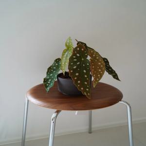 베고니아 마큘라타 책상 위 키우기 쉬운 공기정화 인테리어 식물