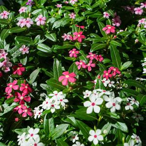 페어리스타 랜덤 소품 여름 화분 화초 모종 일일초 반려 관엽