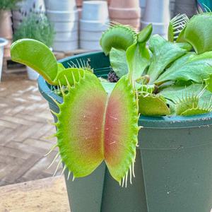 파리지옥 식충식물 모기잡이 벌레잡이식물