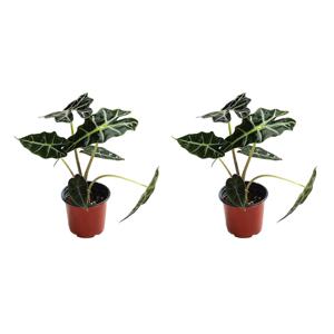 1+1 거북이알로카시아 모종