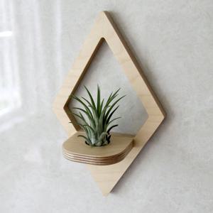 틸란드시아, 이오난사 행잉 오너먼트, 자작나무 벽걸이 액자 선반 피규어 인테리어 장식