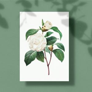 돈 들어오는 목단꽃 모란꽃 모란 목단 그림 하얀꽃 흰꽃 액자 일러스트 포스터 풍수 액자