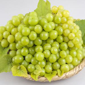 오톰크리스피 2.4kg