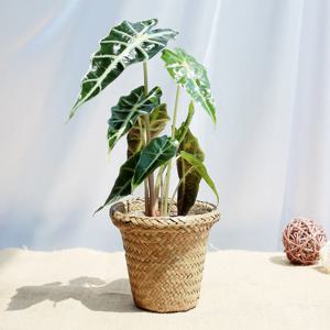 거북이 알로카시아 소형