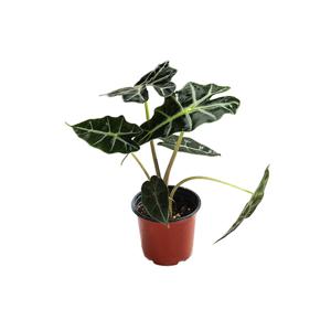 거북이 알로카시아 모종 키우기