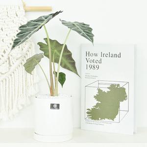 거북이알로카시아 세라믹 무광 화분 식물 세트