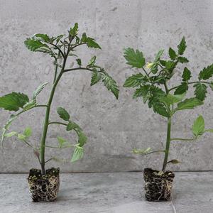 완숙토마토 모종 키우기 10주 미니텃밭