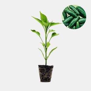 할라피뇨 매운맛 1개 매콤한 멕시코 고추 모종 텃밭 채소 튼튼한 모종