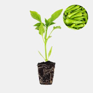 당조 고추 1개 안매운 맵지 않은 아삭이 고추 모종 텃밭 채소 튼튼한 모종