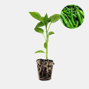 작은 청양고추 1개 매운 고추 모종 땡초 텃밭 채소 튼튼한 모종