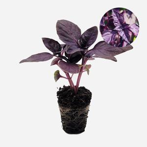 오팔 바질 2개 야채 모종 샐러드 샌드위치 텃밭 채소 튼튼한 모종