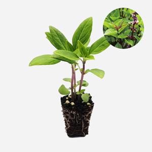 타이 바질 2개 야채 모종 샐러드 샌드위치 텃밭 채소 튼튼한 모종