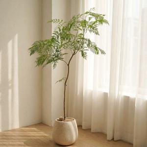 [5% 쿠폰!] 그레빌리아 공기정화식물 플랜테리어 개업 이사 축하화분