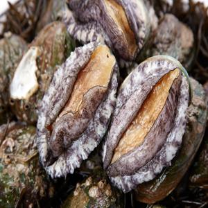 완도보물활전복  22-25미 1kg 손질칼 증정(장조림,탕용)