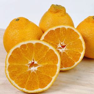 달콤한 제철 가성비 한라봉 2kg