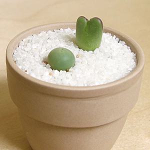 귀여운 칼큘러스와 차우바니에 미니 토분 베이지, 코노피튬 리톱스 작은 다육이 화분