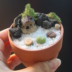 리톱스 식물 심기 키트-리톱스 3ea, 미니 테라리움 초보 작은 다육이 키우기 코노피튬