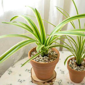 [식집사 지원쿠폰 10%] 동양난 조화 인조 접란 나비란 조화