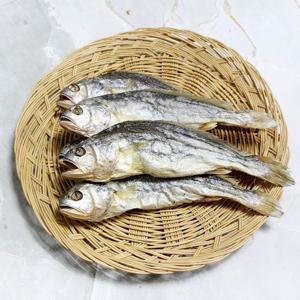 영광 법성포 부세 특대 보리굴비 1마리 (10마리 구매시 1마리 추가증정)