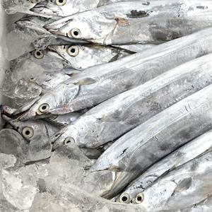 제주 은갈치 선상 급냉갈치 갈치구이 갈치조림