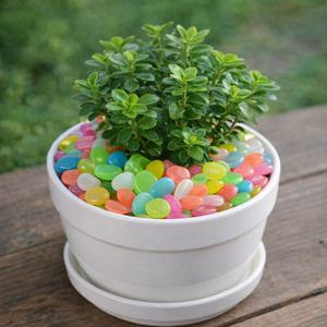 야광 혼합컬러 화분자갈 인테리어 원예용 색자갈 1봉(약 100개입) DD-11252-1