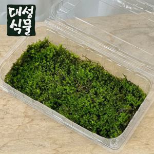 생 이끼 테라리움 비바리움 만들기 재료 DIY 조경 수경