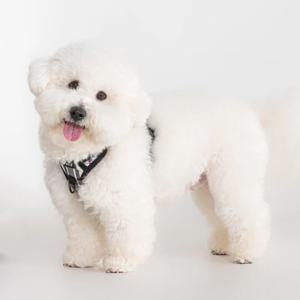 주니어 하네스 H_HH978_XL